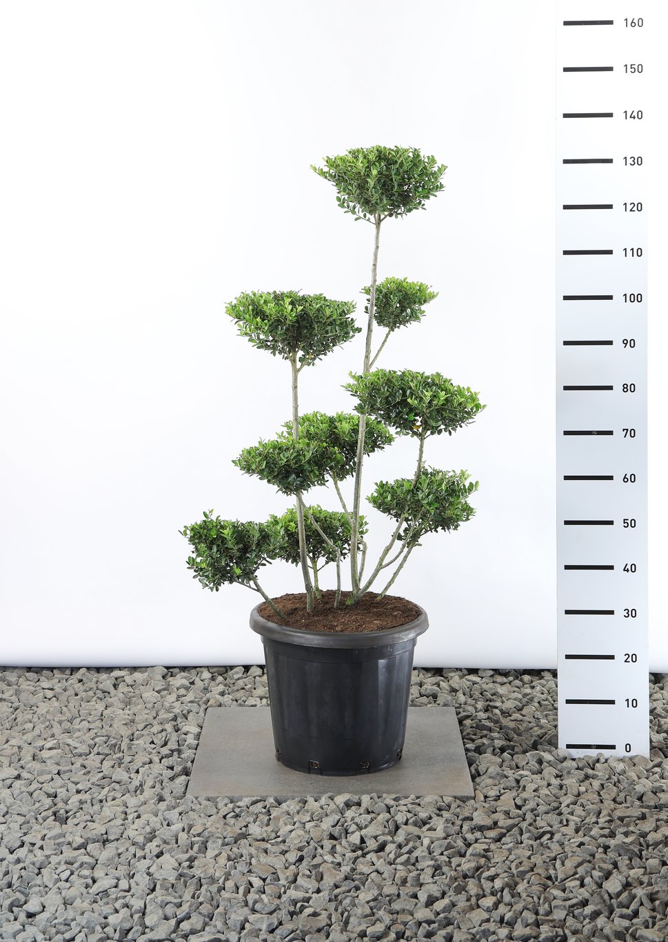 Ilex crenata 'Green Hedge' - 80-100 CM Multiplateau EXTRA in Cont.